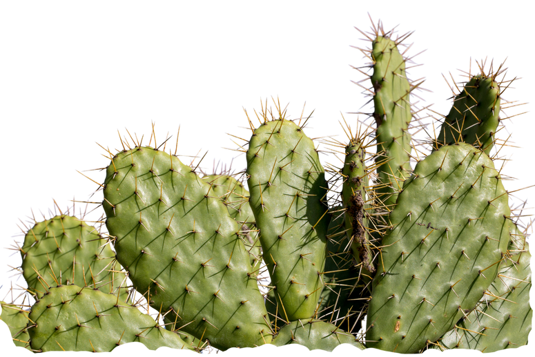 local cactus for Flagstaff